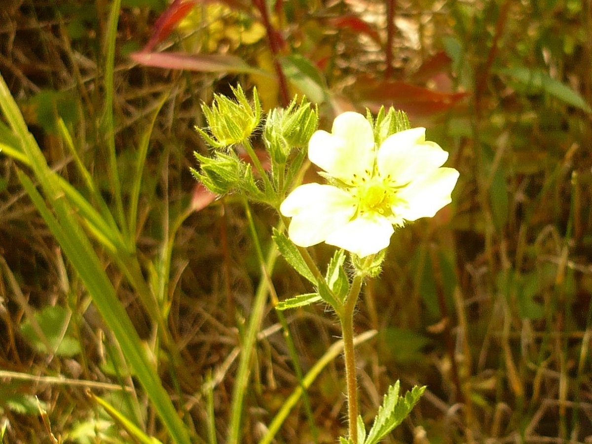 Potentilla recta (Rosaceae)